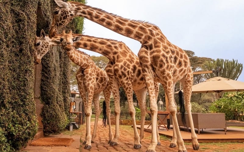 11 Day East African Wildebeest Migration Extravaganza The Safari Collection